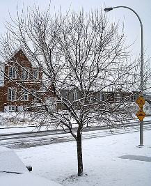 Árvore caduca sob neve