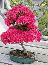 Bonsai