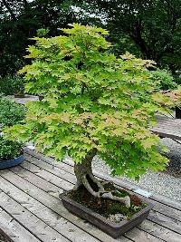 Bonsai