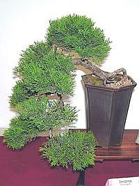 Bonsai