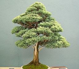 Bonsai