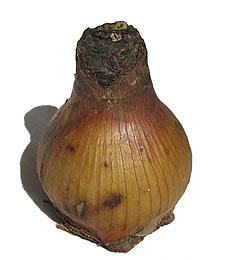 Bulbo de Amarílis