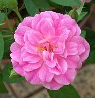 Rosa China Doll