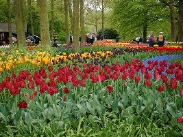 Jardim de Tulipas