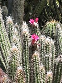 Jardim Desértico