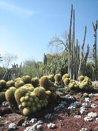 Jardim Desértico