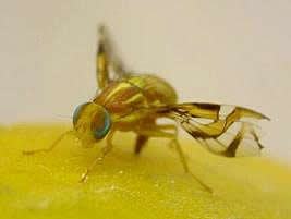 Mosca-das-frutas