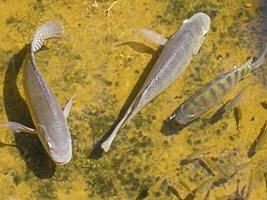peixes