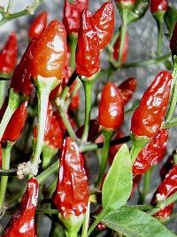 Pimenta