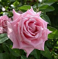 Rosa
