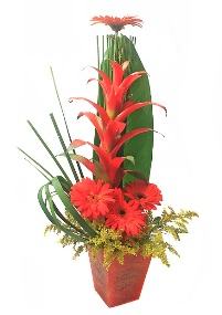 Arranjo Tropical