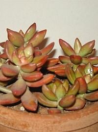 suculenta