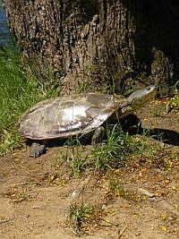 tartarugas