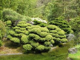 Topiaria em Jardim Oriental
