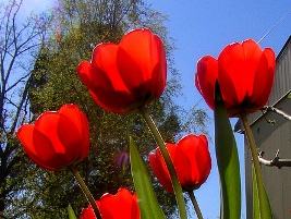 Tulipas