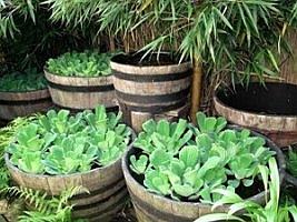 barris com jardim aquático
