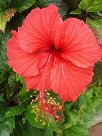 Hibisco