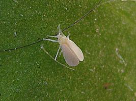 mosca branca