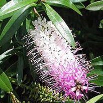 Hebe speciosa