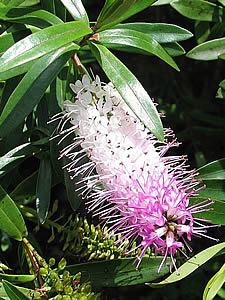 Hebe speciosa