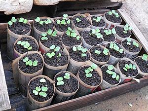 Copinhos prontos já com as mudas germinadas.