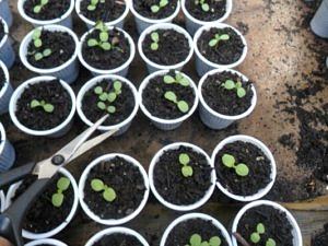 Mudas germinando e raleio com tesoura de ponta fina.