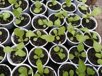 Mudas prontas para transplante, já com duas folhas verdadeiras.
