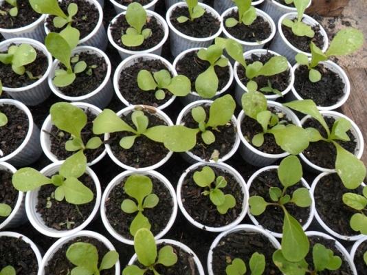 Mudas prontas para transplante, já com duas folhas verdadeiras.