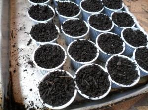Copinhos já organizados na bandeja e prontos para o plantio. Coloque de uma a tres sementes por copinho e irrigue pela manhã e pela tarde.