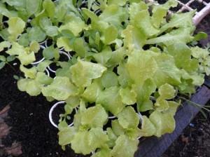 Mudas de alface prontas para o transplante ou até mesmo colheita como "baby leaf".