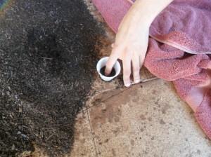 Se utilizar copinhos sem fundo, coloque uma "bolachinha" de substrato úmido para facilitar a operação.