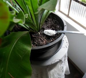 Uma colher de chá por vaso é uma boa maneira de começar a adubação