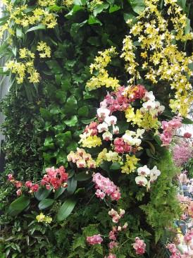 Jardim para local semi-sombreado, composto principalmente de epífitasFoto de Bosc d'Anjou