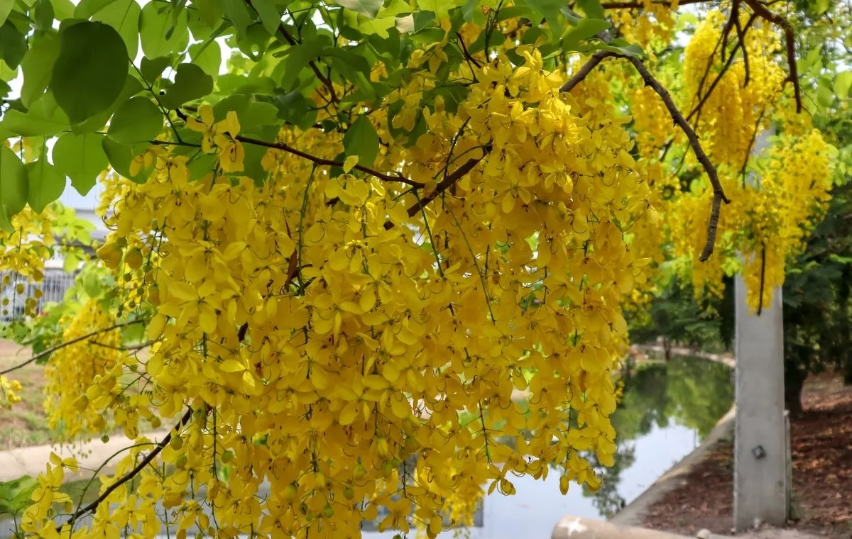 Chuva de ouro - Cassia fistula