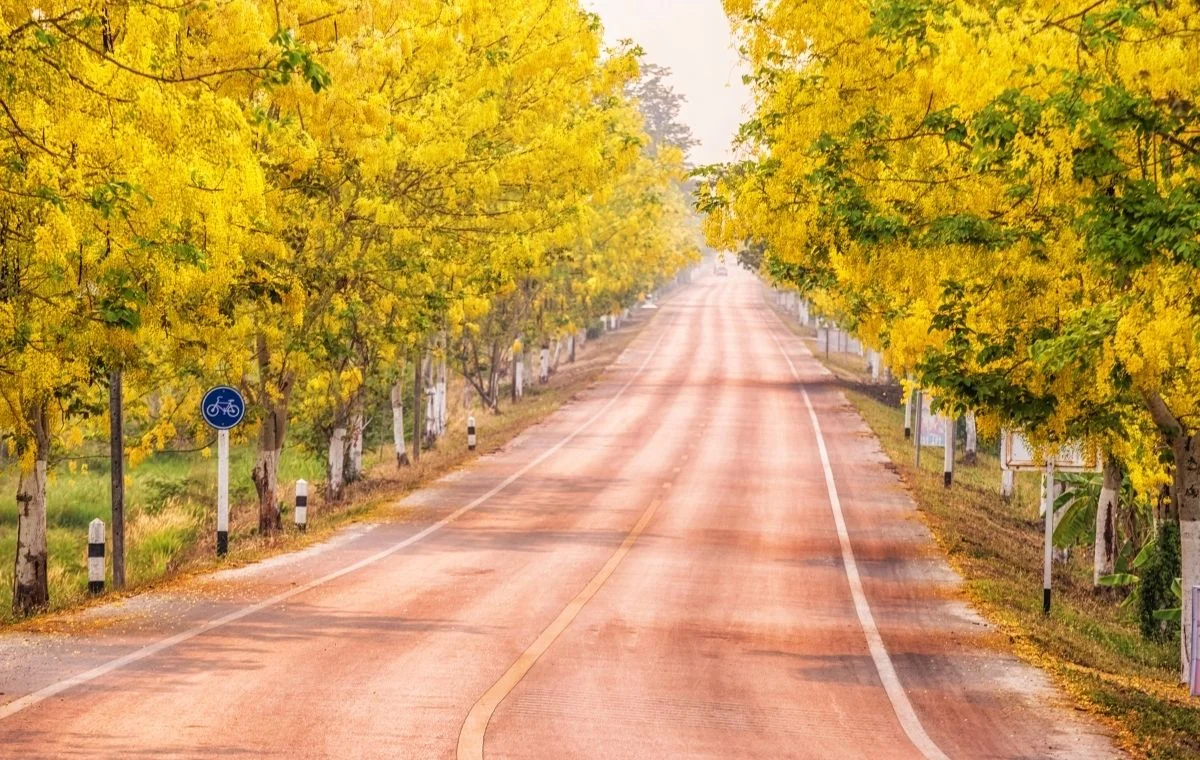 Chuva de ouro - Cassia fistula