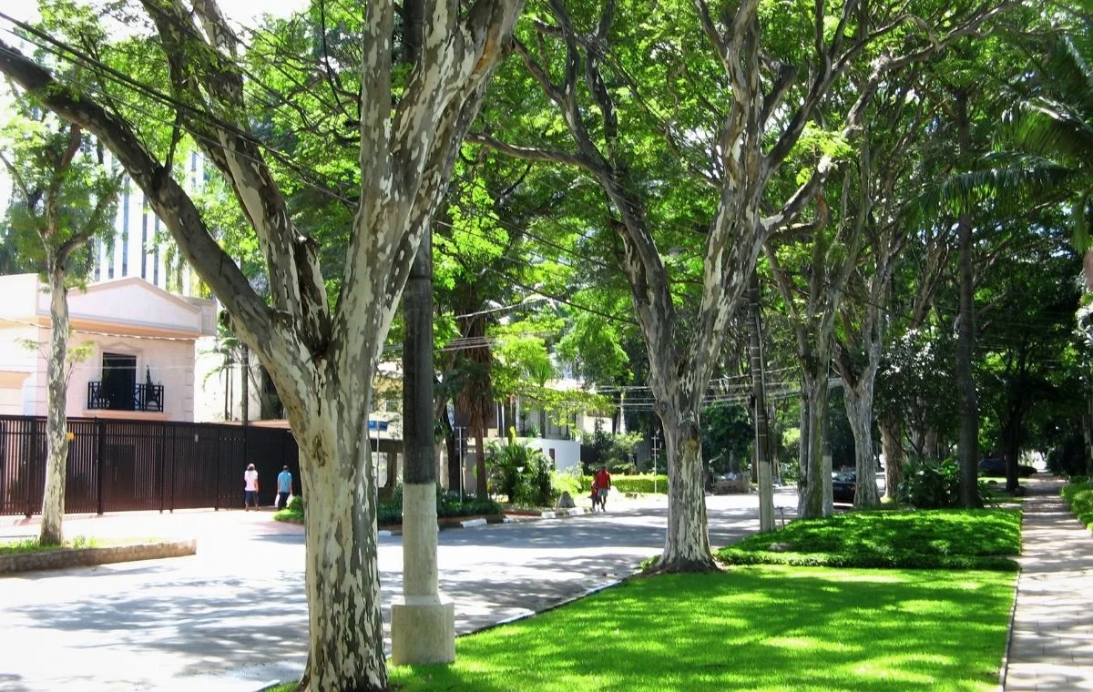 Uma avenida ornada com uma fileira de paus-ferros.