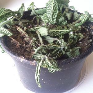 Uma planta murcha e seca pode estar com sintoma tanto de excesso como de falta de água. Na dúvida coloque o dedo na terra.
