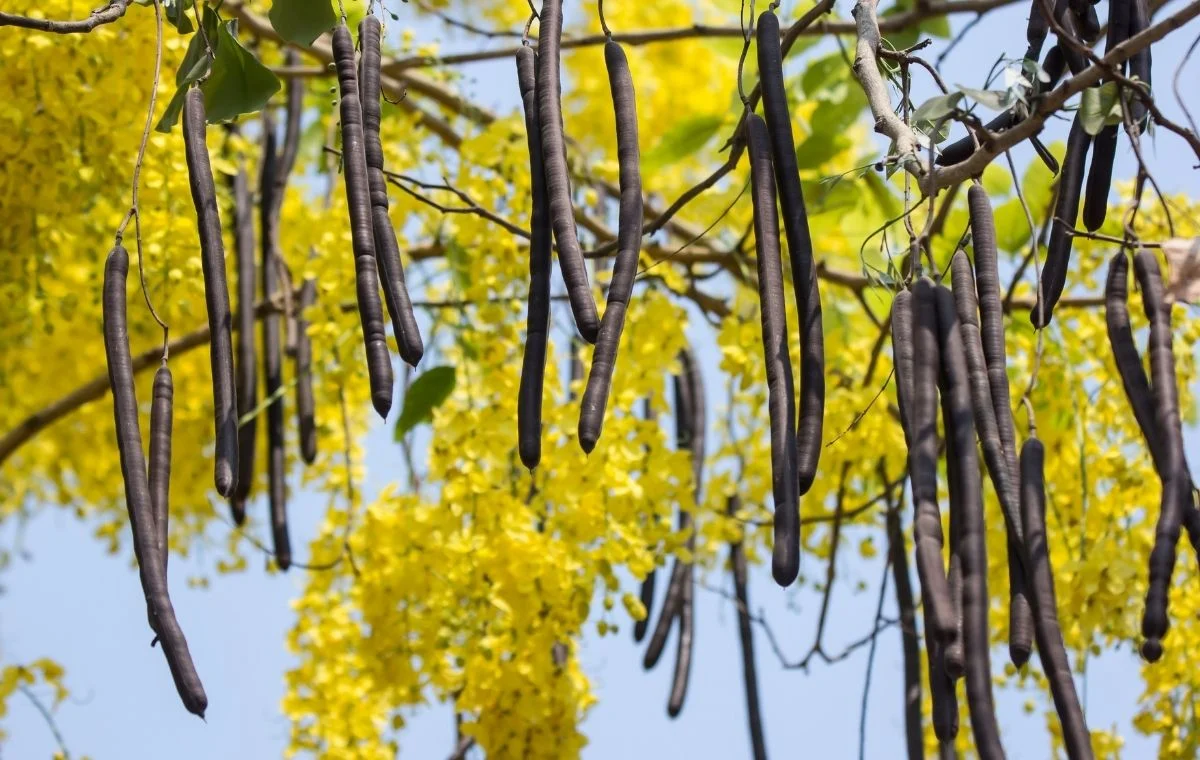 Chuva de ouro - Cassia fistula