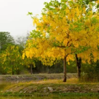 Chuva de ouro - Cassia fistula