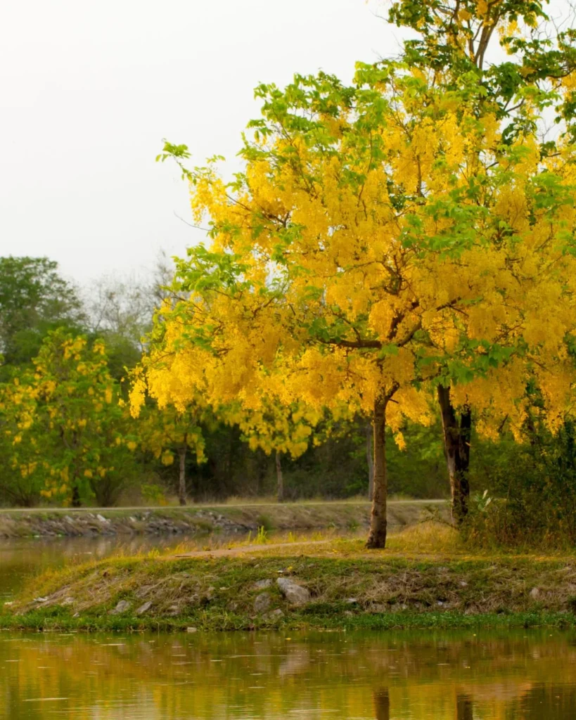 Chuva de ouro - Cassia fistula
