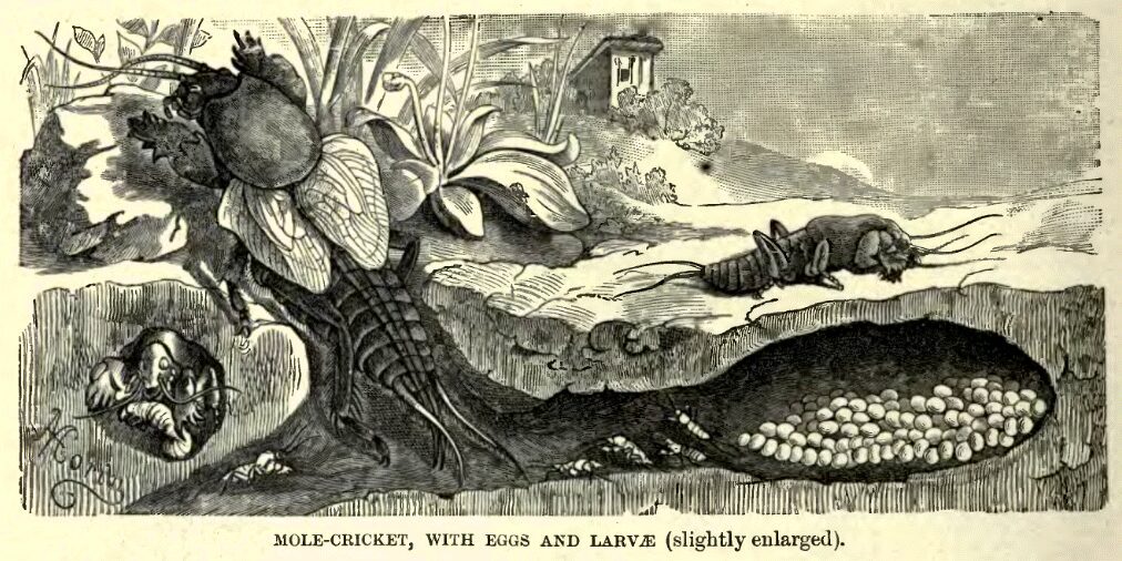Gryllotalpidae