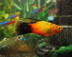 O peixinho Plati