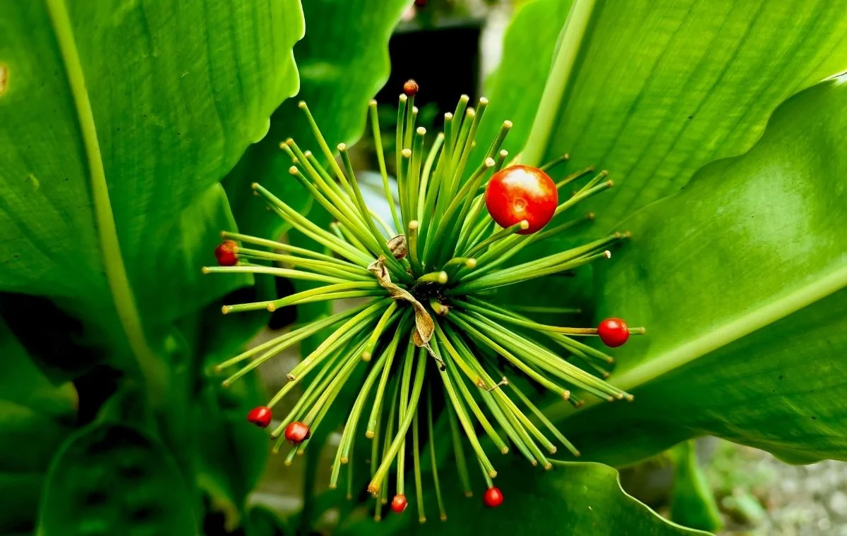 Scadoxus multiflorus Estrela-de-natal Lírio sangu salmão frutos