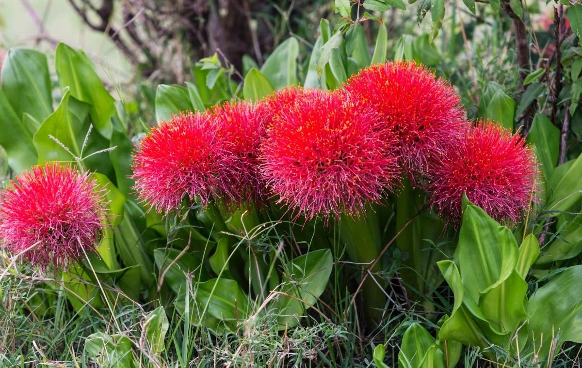 Scadoxus multiflorus Estrela-de-natal Lírio sangu salmão canteiro