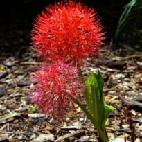 Scadoxus multiflorus Estrela-de-natal Lírio sangu salmão