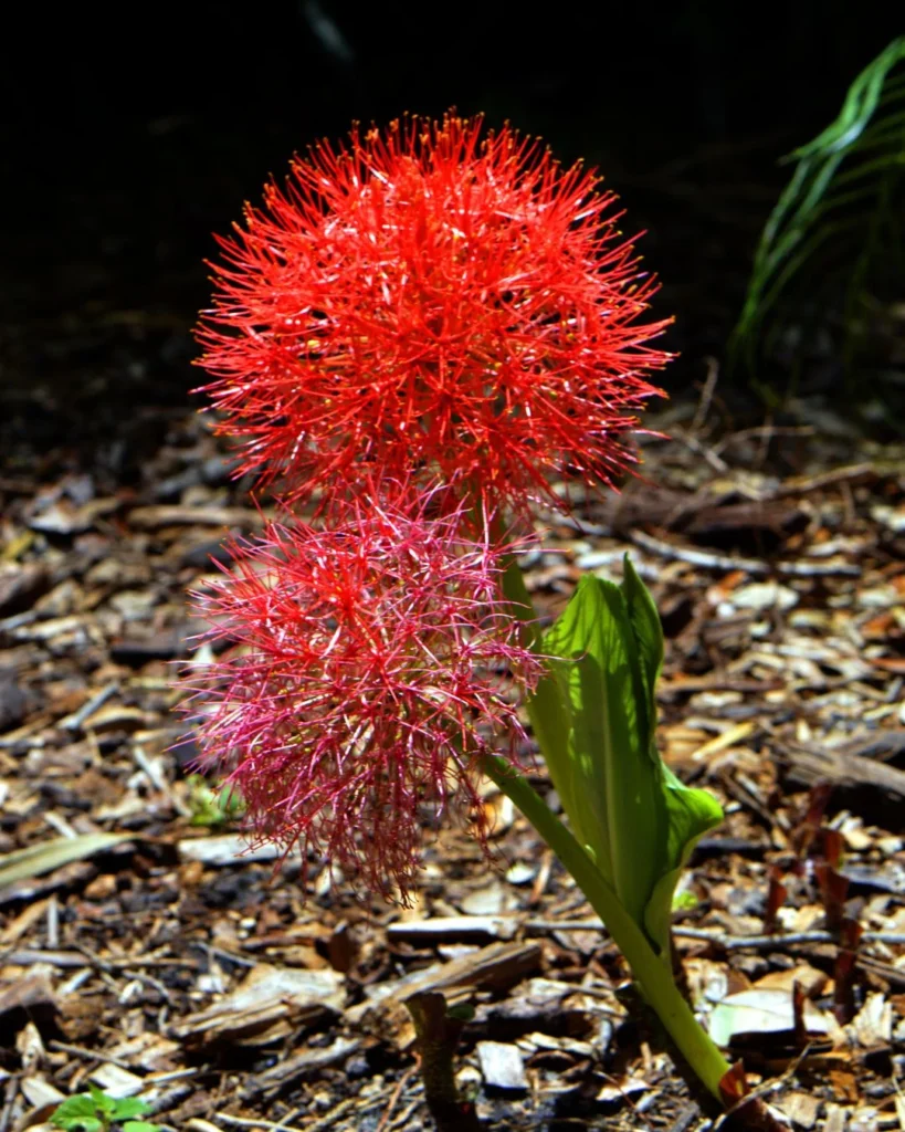 Scadoxus multiflorus Estrela-de-natal Lírio sangu salmão