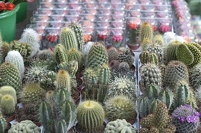 Mudas de Cactos