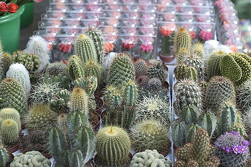 Mudas de Cactos