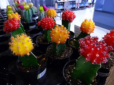 Cactos enxertados