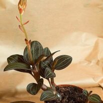 ludisia discolor